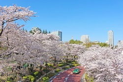 東京ミッドタウン　青空と桜並木