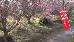 七折梅園と梅まつりののぼり
