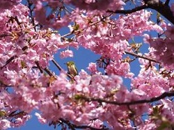 河津桜とメジロ　春の風景
