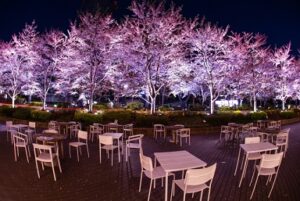 東京ミッドタウン　テラス席とライトアップされた桜