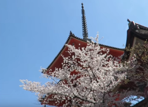 清水寺　桜と子安の塔