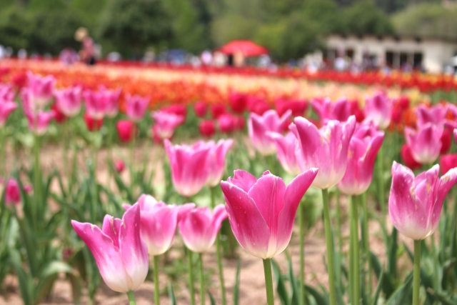 世羅高原チューリップ祭21の見頃と開花 イベントや屋台は 入園料は 季節お役立ち情報局