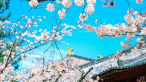 東大寺　桜と青空