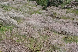 賀名生梅林22の見頃と開花 見どころや梅の種類は 屋台や混雑は 季節お役立ち情報局