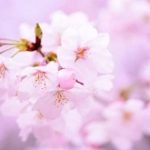 ピンクの桜の花