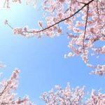 華蔵寺公園の桜2022の見頃と開花！桜まつりやライトアップは？屋台は？