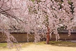 醍醐寺　満開のしだれ桜