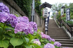 白山神社　階段前のあじさい
