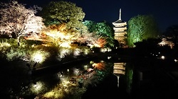 東寺　五重塔と紅葉のライトアップ