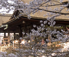 清水寺　本堂と桜