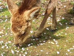 奈良公園　地面に落ちた桜の花びらと鹿