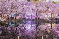 井の頭恩賜公園　桜のライトアップ