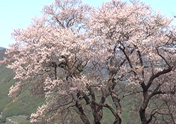 満開のひょうたん桜