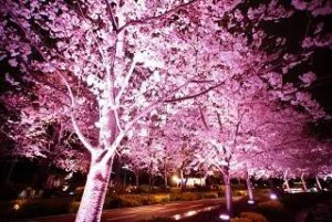 東京ミッドタウン　夜桜