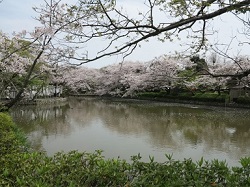 鶴岡八幡宮と桜