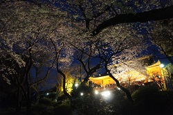 清水寺　桜のライトアップ