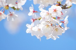 青空と白い桜