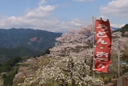 ひょうたん桜と雄大な景色　屋台ののぼり