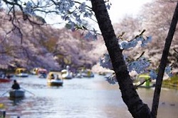 井の頭恩賜公園　桜とお花見ボート