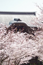 建長寺と満開の桜