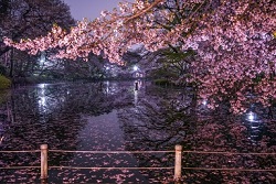 井の頭恩賜公園　桜とライトアップ
