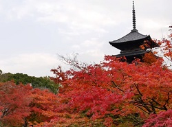 五重塔と真っ赤な紅葉　東寺