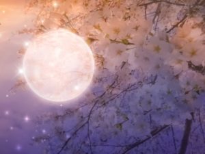 夜桜　満月