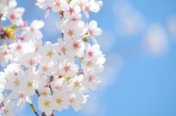 白い桜の花と青空