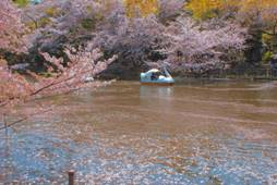 井の頭恩賜公園　井の頭池　桜とスワンボート