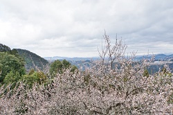 賀名生梅林　山頂から梅越しの眺め