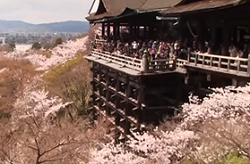 清水寺の本堂　満開の桜