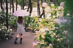 あじさい路を歩く日傘をさした女性