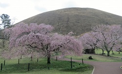 さくらの里　満開に咲いた桜