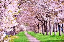 満開の桜並木　春景色