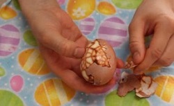 殻　卵