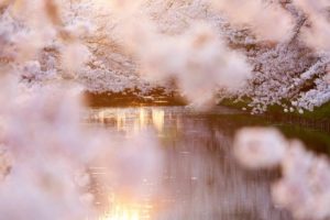 池と満開の桜