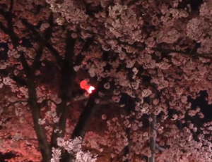 清水公園　夜桜ライトアップ