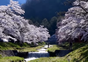 観音寺川と満開の桜
