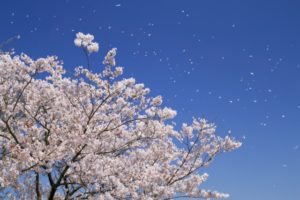 青空に舞う桜吹雪