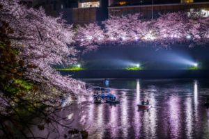 千鳥ヶ淵　夜桜ライトアップ　ボート