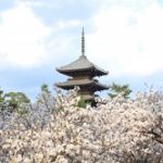 仁和寺の御室桜2022の見頃時期と開花！花まつり期間や拝観料は？混雑は？