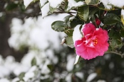 雪をかぶった山茶花