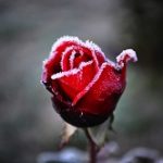 霜が降りた赤いバラの花
